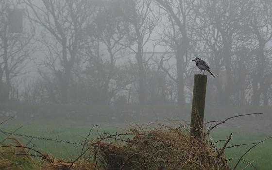 A bird is pictured in County Cork, Ireland. Irish ornithologist Séan Ronayne's enthusiasm for birds started in his youth. As a child who struggled to fit in among peers, he took solace in the woods and coastlines around his home in Cobh, County Cork. (Wikimedia Commons/David Sands, CC BY-SA 2.0)